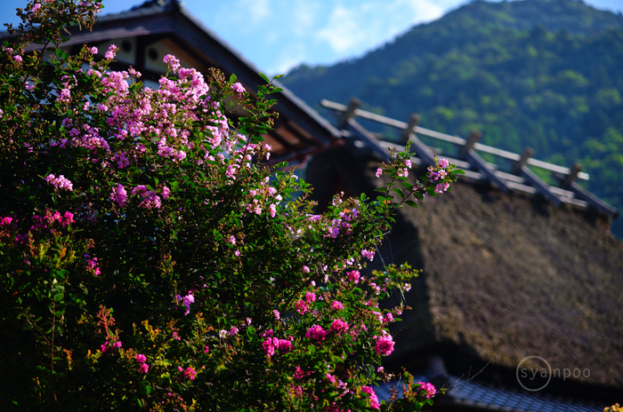 シグマ SIGMA 28-105mm F2.8 DG DN | Art レビュー (1) ／ 京都